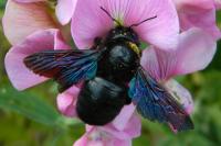 Xylocopa violacea