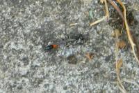 Ammophila sabulosa