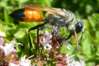 Sphex funerarius