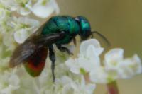 Hedychrum gerstaeckeri