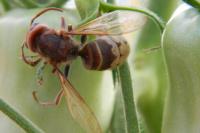 Vespa crabro