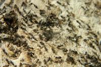 Lasius niger