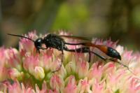 Ammophila sabulosa