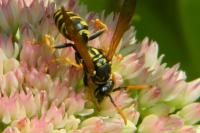 Polistes dominula