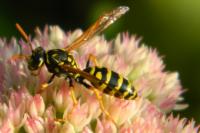 Polistes dominula