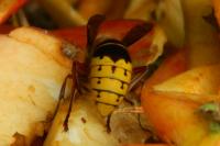 Vespa crabro