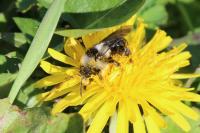 Andrena cineraria
