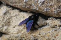 Xylocopa violacea