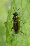 Macrophya montana