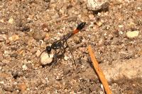 Ammophila sabulosa