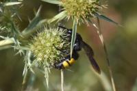 Scolia hirta