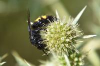 Scolia hirta