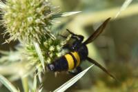Scolia hirta
