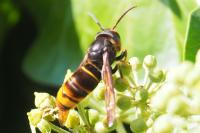 Vespa velutina