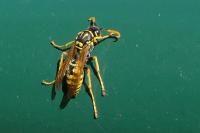 Polistes dominula