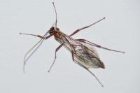 Ophion obscuratus