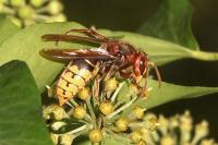 Vespa crabro