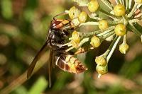 Vespa velutina