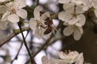 Apis mellifera
