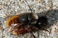 Osmia cornuta