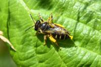 Andrena flavipes