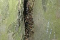 Apis mellifera