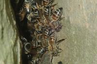 Apis mellifera
