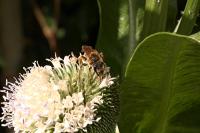 Halictus scabiosae