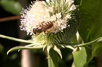 Halictus scabiosae