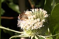Halictus scabiosae