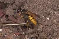 Philanthus triangulum
