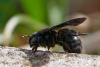 Xylocopa
