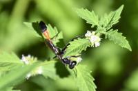 Ammophila sabulosa