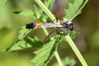 Ammophila sabulosa