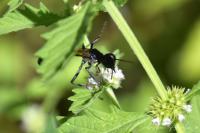 Ammophila sabulosa