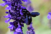 Xylocopa violacea