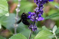 Xylocopa violacea