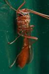 Ophion luteus