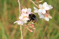 Bombus terrestris