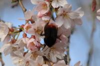 Bombus lapidarius