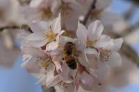 Apis mellifera