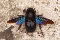 Xylocopa valga