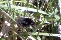 Bombus lapidarius
