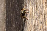 Polistes dominula