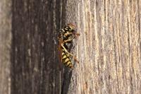 Polistes dominula