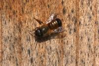 Osmia bicornis bicornis