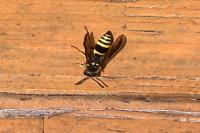 Ancistrocerus nigricornis