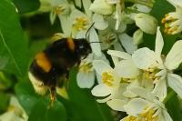 Bombus terrestris