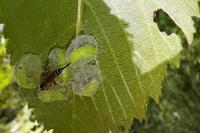 Aproceros leucopoda