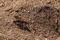 Episyron rufipes